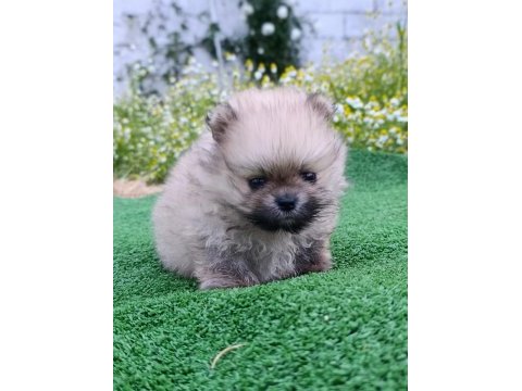 Pomeranian yavrumuz