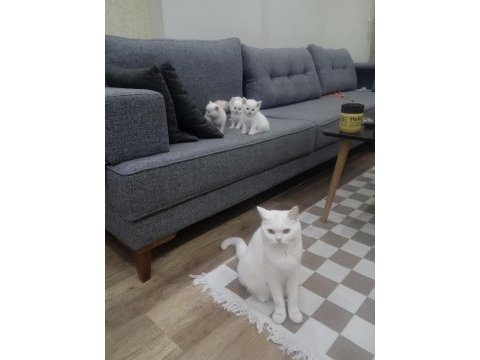 Anne baba şecereli british shorthair yavrular
