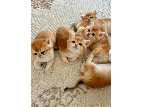 Birbirinden güzel golden british shorthair yavrularım