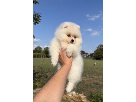 Kusursuz karbeyaz ayı surat pomeranian boo