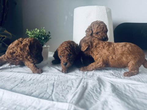Red toy poodle