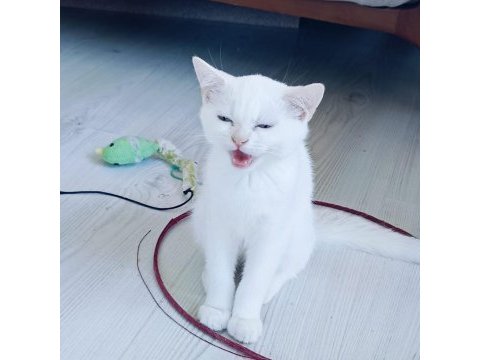 Güzel british shorthair kediler rezerveye açık