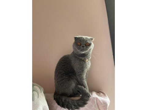 3 yaşında dişi scottish fold