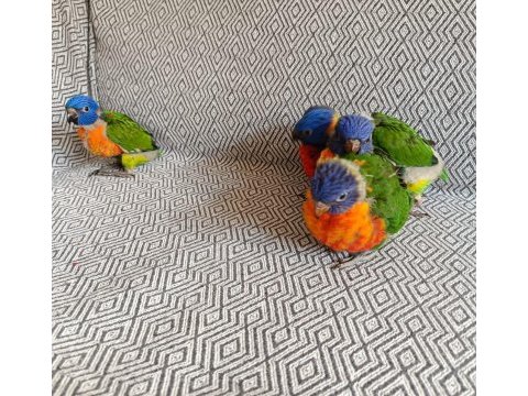 Gökkuşağı lori papağanı