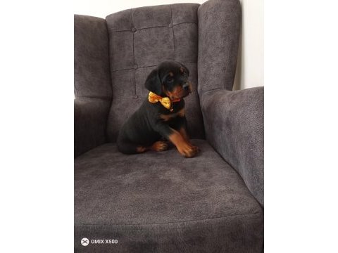Rottweiler yavrumuz