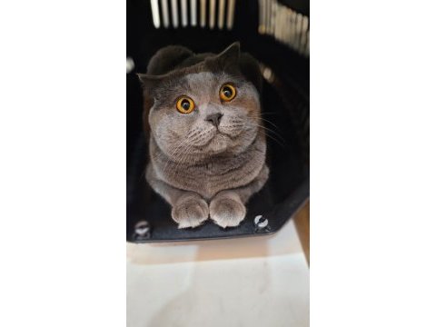 Çok acil 65 günlük safkan scottish fold dişi
