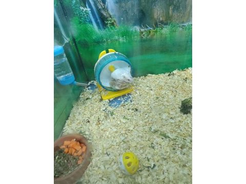 Hamster ve gonzales