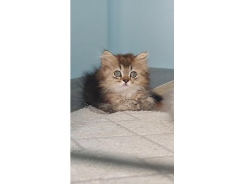 Golden british longhair