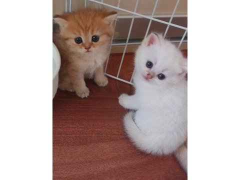 Ny 24 ny 1112 safkan british shorthair