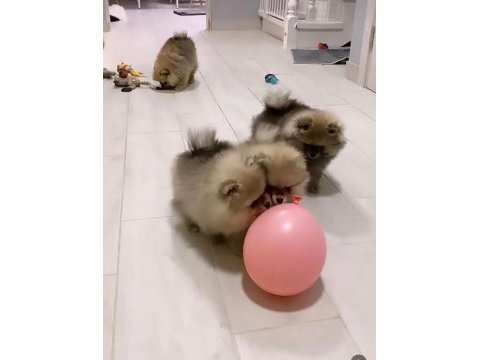 Pomeranian spitz