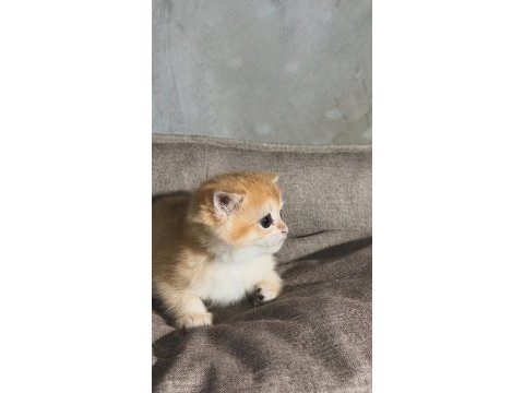 British golden