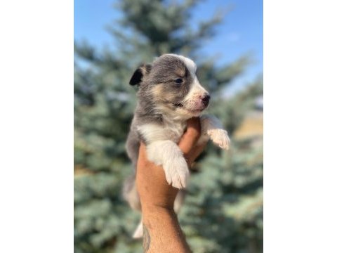 Çok özel nadir olan blue border collie yavrularımız
