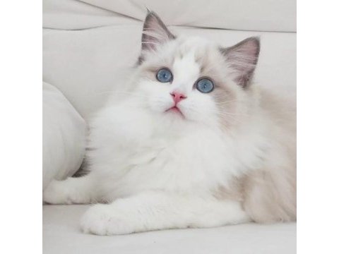 Full şecereli ragdoll yavrularımız