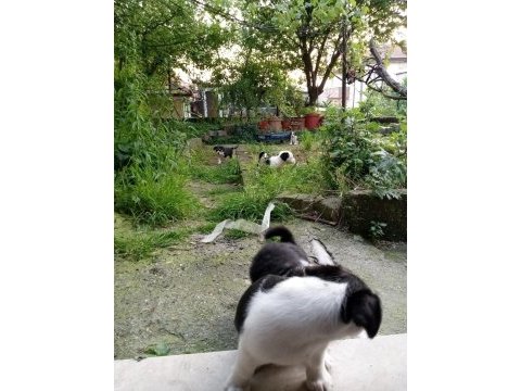 Jack russell kopeklerim
