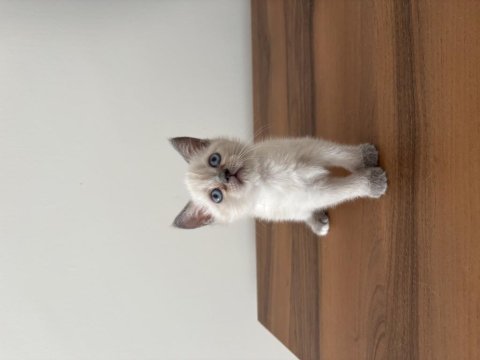 British blue point bebeklerimiz