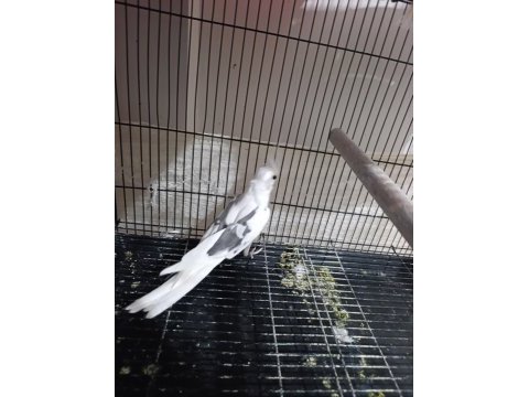 Heavy pied sultan papağanı