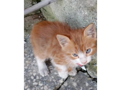 Zonguldak merkez sarman bebeklere yuva arıyoruz