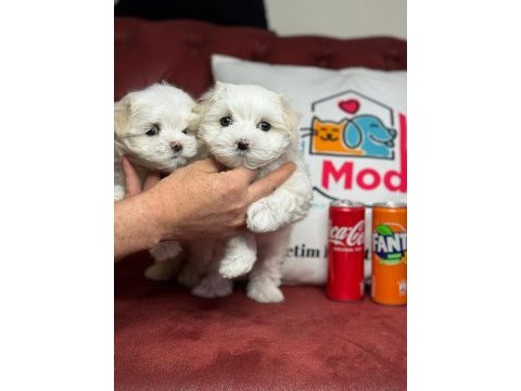 Tea cup maltese terrier yavrular ziyarete açık