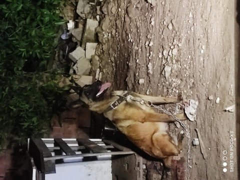 Dişi yaşında belçika kurdu