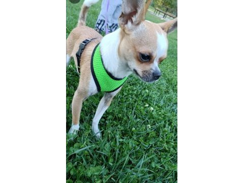 2 yaşında ve 3 aylık iki adet dişi şivava köpeğimiz acil