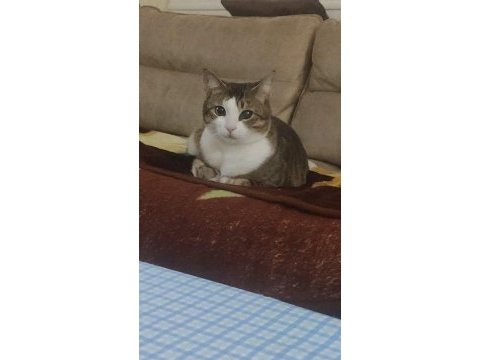 Merhaba benim adım şili