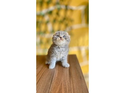 Scottish fold kaçmaz fırsat