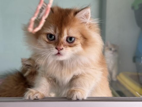 En güzel golden british longhair yavrumuz