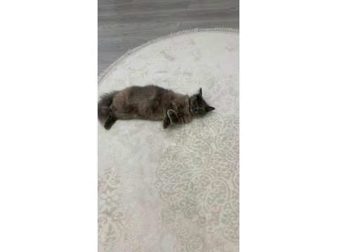 Sevecen cins ev kedisi ücretsiz