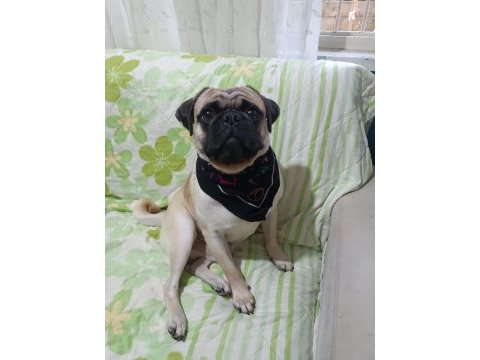 1 yaşında erkek wc eğitimli pug