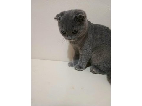 2.5 aylık scottish fold erkek (son yavru)