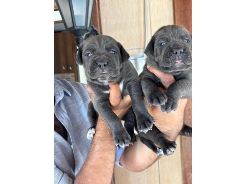 İri mavi gözlü blue cane corso yavrularım