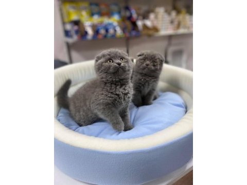 Show kalite tam kapalı kulak lilak scottish fold