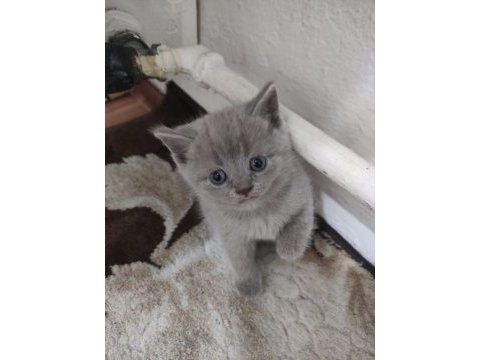 British shorthair 1 şubat doğumlu