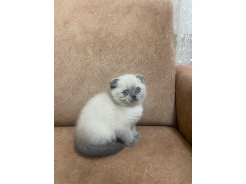 Blue point scottish fold bebekler