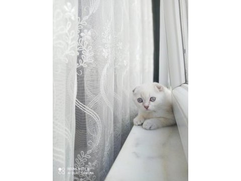 Birinci kalite kalıcı mavi gözlü scottish fold yavrular