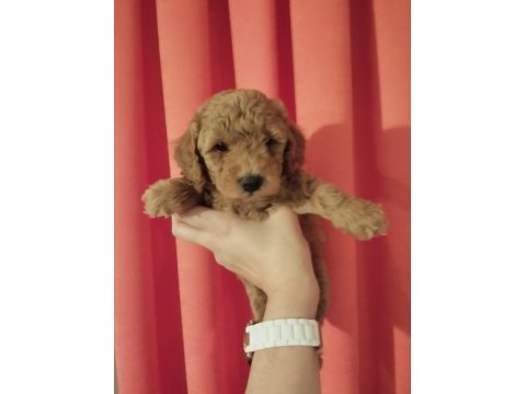 Orjinal toy poodle yavrularımız yeni yuvalarını arıyor