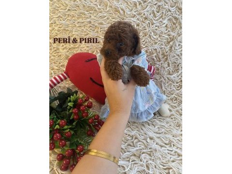 Korean toy poodle yavruları