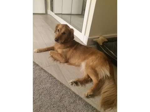 Golden retriever 6 yaşında