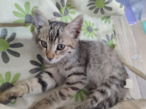 Ücretsiz sahiplendirme 45 günlük bebek dişi tekir