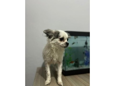 Longhair chihuahua 16 haziran doğumlu dişi