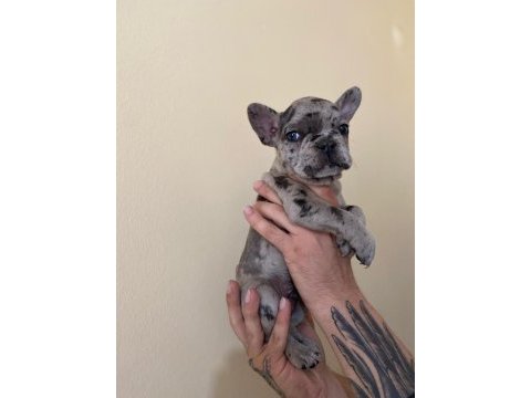 A+ kalite french bulldog yavrularımız
