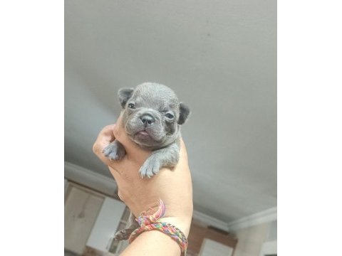 Egzotik ve standart fransız bulldog yavrularımız
