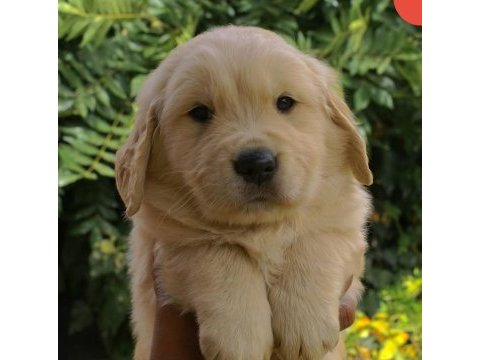 Iyisi değil en iyisi golden kapıda ödeme mevcuttur