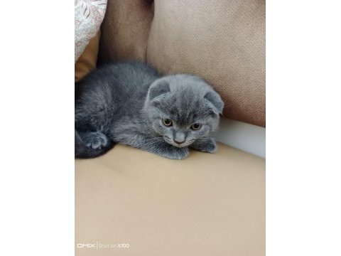 Safkan ırk scottish fold kediler