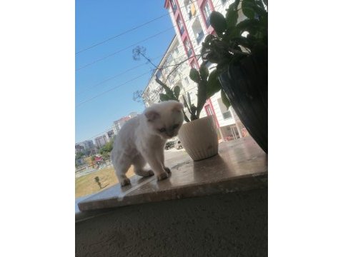 Uysal kedimiz şaziyee