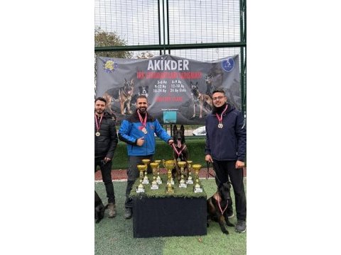 A kalite belçika malinois yavrusu 3 aylığa yakın