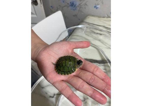Su kaplumbağası