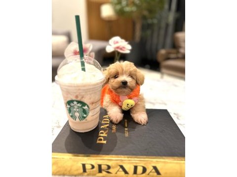 Tatlı mı tatlı maltipoo bebişler