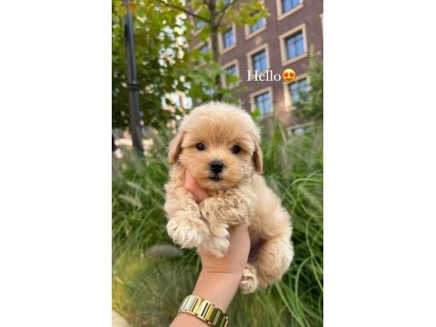 Kore maltipoo