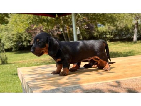 Şecereli dachshund yavruları sosis